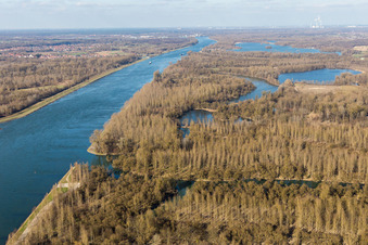 Rheinauen mit Silberweidenwald im Ortsteil Plittersdorf in Rastatt im Bundesland Baden-Württemberg, Deutschland