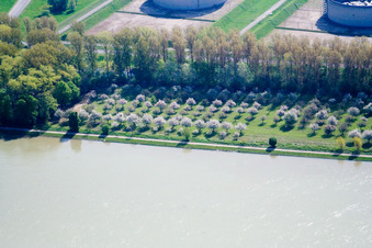 Rheinufer im Ortsteil Knielingen in Karlsruhe im Bundesland Baden-Württemberg, Deutschland