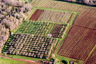 Baumreihen einer blühenden Obst und Gemüseanbau- Plantage auf einem Feld im Frühling in Funtana in Istarska zupanija in Poreč im Bundesland Gespanschaft Istrien, Kroatien