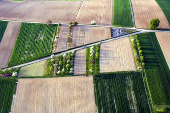 Blühende Obstbäume mit Schattenbildung durch Lichteinstrahlung auf einem unbestellten Feld in einer Straßengabelung in Hoffen in Grand Est im Bundesland Bas-Rhin, Frankreich