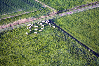 Surbourg im Bundesland Bas-Rhin, Frankreich von oben