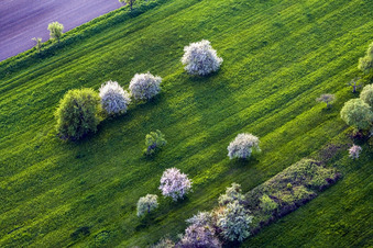 Weiss blühende Obstbäume auf einer grünen Wiese in Durrenbach in Grand Est in Walbourg im Bundesland Bas-Rhin, Frankreich