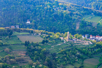 Wachtenburg (Ruine Burg Wachenheim) umgeben von Rebzeilen aus Südwesten in Wachenheim an der Weinstraße im Bundesland Rheinland-Pfalz, Deutschland