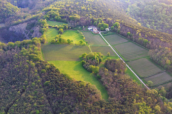 Luftaufnahme von Weingut Odinstal in einer Lichtung auf den Höhen des Pfälzerwalds in Wachenheim an der Weinstraße im Bundesland Rheinland-Pfalz, Deutschland