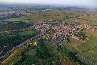 Luftbild von Stadtansicht aus Südosten mit Wachtenburg (Ruine Burg Wachenheim) umgeben von Rebzeilen in Wachenheim an der Weinstraße im Bundesland Rheinland-Pfalz, Deutschland