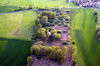 Baum- Insel auf einem Feld in Durrenbach in Grand Est in Walbourg im Bundesland Bas-Rhin, Frankreich