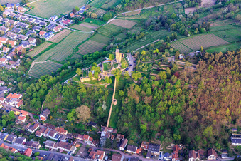 Luftaufnahme von Wehrmauer zur Wachtenburg (Ruine "Burg Wachenheim") in Wachenheim an der Weinstraße im Bundesland Rheinland-Pfalz, Deutschland