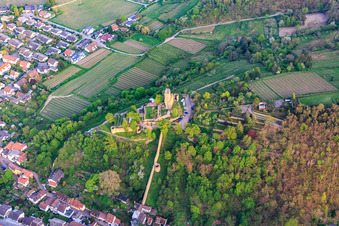 Schrägluftbild von Wehrmauer zur Wachtenburg (Ruine "Burg Wachenheim") in Wachenheim an der Weinstraße im Bundesland Rheinland-Pfalz, Deutschland
