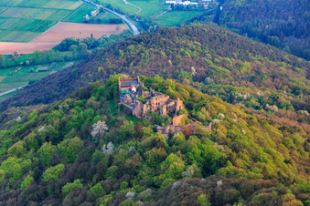 Luftbild von Burgruine Madenburg auf einem herbstlich verfärbten Berg des Pfälzerwalds aus Norden in Eschbach im Bundesland Rheinland-Pfalz, Deutschland