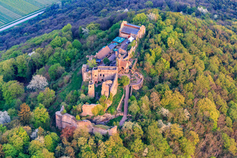 Burgruine Madenburg auf einem herbstlich verfärbten Berg des Pfälzerwalds aus Norden in Eschbach im Bundesland Rheinland-Pfalz, Deutschland von oben gesehen