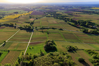 Weinberge der Südpfalz aus Westen im Frühling in Dörrenbach im Bundesland Rheinland-Pfalz, Deutschland