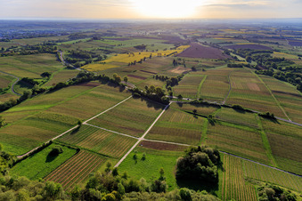 Luftbild von Weinberge der Südpfalz aus Westen im Frühling in Dörrenbach im Bundesland Rheinland-Pfalz, Deutschland