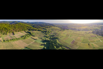 Panorama - Perspektive Weinbergs- Landschaft der Weinlage Sonnenberg in Wissembourg in Grand Est im Bundesland Bas-Rhin, Frankreich