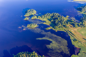 Seerosen im  moorfarbenen Åsnen-See in Småland in Skäggalösa im Bundesland Kronoberg, Schweden