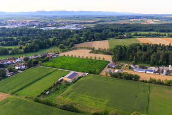 Luftbild von Maislabyrinth am Seehof in Steinweiler im Bundesland Rheinland-Pfalz, Deutschland