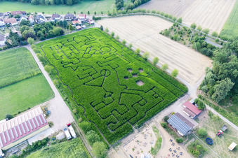 Schrägluftbild von Irrgarten - Labyrinth auf einem Mais-Feld des Seehof in Steinweiler im Bundesland Rheinland-Pfalz, Deutschland