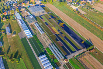 Bunte Felder und Gewächshäuser bei Fünfhausen im Ortsteil Ochsenwerder in Hamburg, Deutschland