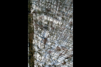 Bienwald im Winter bei Schnee im Ortsteil Büchelberg in Wörth am Rhein im Bundesland Rheinland-Pfalz, Deutschland