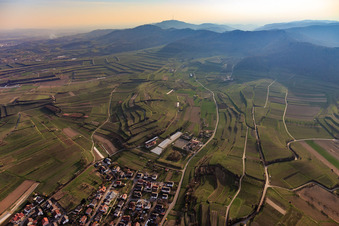 Terassierte Weinberge am Kaiserstuhl in Bahlingen am Kaiserstuhl im Bundesland Baden-Württemberg, Deutschland