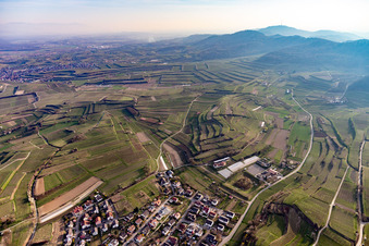 Felder einer Weinbergs- Landschaft der Winzer- Gebiete in Bahlingen im Kaiserstuhl in Bahlingen am Kaiserstuhl im Bundesland Baden-Württemberg, Deutschland