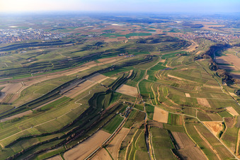 Terassierte Weinberge im Kaiserstuhl am Wihlbachtal in Bahlingen am Kaiserstuhl im Bundesland Baden-Württemberg, Deutschland