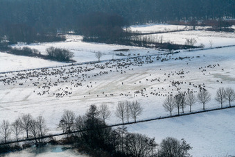 Winter- Weide mit Schaf - Herde im Otterbachtal mit Schaf - Herde bei Freckenfeld im Bundesland Rheinland-Pfalz, Deutschland
