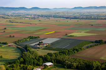 Obstanbau- Plantage des Obst- und Spagelhof Gensheimer in Winden in Steinweiler im Bundesland Rheinland-Pfalz, Deutschland