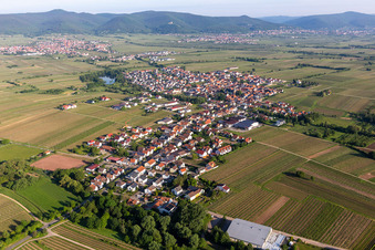 Schrägluftbild von Dorf - Ansicht am Rande von landwirtschaftlichen Feldern und Nutzflächen in Kirrweiler (Pfalz) im Bundesland Rheinland-Pfalz, Deutschland