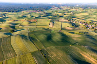 Hügelige Felder- und Grasflächenlandschaft südlich des Bienwalds bei Seebach im Elsaß in Siegen in Grand Est im Bundesland Bas-Rhin, Frankreich