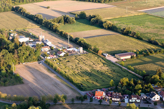 Irrgarten - Labyrinth auf einem Mais-Feld des Seehof in Steinweiler im Bundesland Rheinland-Pfalz, Deutschland von oben