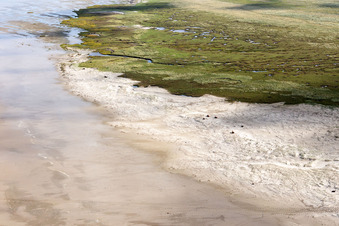 Luftaufnahme von RInder in den Dünen am Sandstrand in Fanø im Bundesland Syddanmark, Dänemark