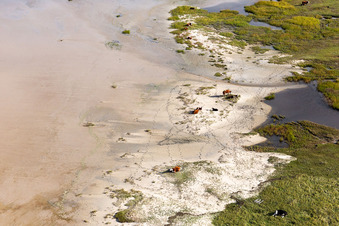 RInder in den Dünen am Sandstrand in Fanø im Bundesland Syddanmark, Dänemark von oben gesehen