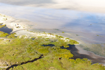 RInder in den Dünen am Sandstrand in Fanø im Bundesland Syddanmark, Dänemark aus der Vogelperspektive