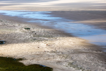 RInder in den Dünen am Sandstrand in Fanø im Bundesland Syddanmark, Dänemark aus der Luft betrachtet