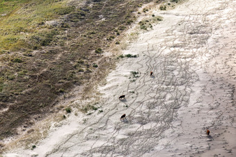 RInder in den Dünen am Sandstrand in Fanø im Bundesland Syddanmark, Dänemark von der Drohne aus gesehen