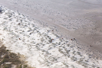 Luftaufnahme von RInder in den Dünen am Sandstrand in Fanø im Bundesland Syddanmark, Dänemark