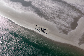 Mähnenrobben und Seehunde am Priel zur Sandbank Peter Meyers in Fanø im Bundesland Syddanmark, Dänemark