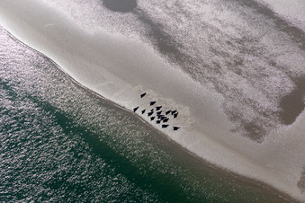 Mähnenrobben und Seehunde am Priel zur Sandbank Peter Meyers im Süden der Nordseeinsel Fanö in Region Syddanmark in Fanø, Dänemark