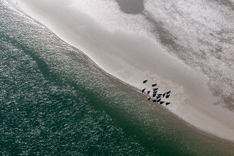 Luftbild von Mähnenrobben und Seehunde am Priel zur Sandbank Peter Meyers in Fanø im Bundesland Syddanmark, Dänemark