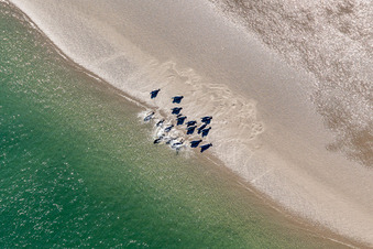 Luftbild von Mähnenrobben und Seehunde am Priel zur Sandbank Peter Meyers im Süden der Nordseeinsel Fanö in Region Syddanmark in Fanø, Dänemark