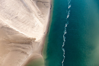 Luftaufnahme von Mähnenrobben und Seehunde am Priel zur Sandbank Peter Meyers im Süden der Nordseeinsel Fanö in Region Syddanmark in Fanø, Dänemark