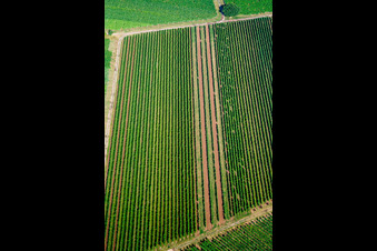 Weinberge in Billigheim-Ingenheim im Bundesland Rheinland-Pfalz, Deutschland