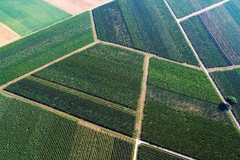 Weinbergwegemuster in Rohrbach im Bundesland Rheinland-Pfalz, Deutschland