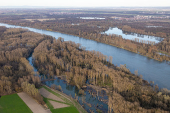 Hochwasser in den Rheinauen (Altrhein Klamm) in Neupotz im Bundesland Rheinland-Pfalz, Deutschland