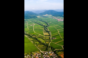 Felder einer Weinbergs- Landschaft der Winzer- Gebiete in Ilbesheim bei Landau in der Pfalz im Bundesland Rheinland-Pfalz, Deutschland