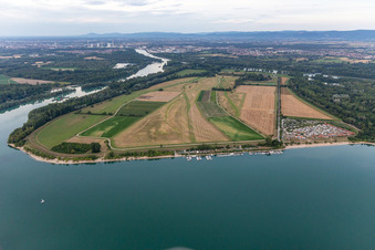 Kollersee, Kollerinsel in Brühl im Bundesland Baden-Württemberg, Deutschland