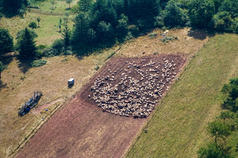 Grasflächen- Strukturen einer Wiesen- Weide mit Schaf - Herde in Eußerthal im Bundesland Rheinland-Pfalz, Deutschland