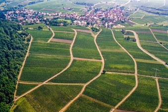Weinberge am Hardttrand in Frankweiler im Bundesland Rheinland-Pfalz, Deutschland