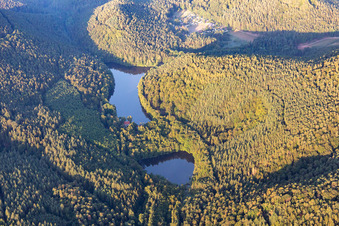 Waldgebiete am Ufer des See Seehofer-Weiher in Erlenbach bei Dahn im Bundesland Rheinland-Pfalz, Deutschland