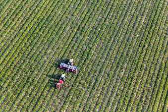 Luftbild von Gemüseernte in Kandel im Bundesland Rheinland-Pfalz, Deutschland